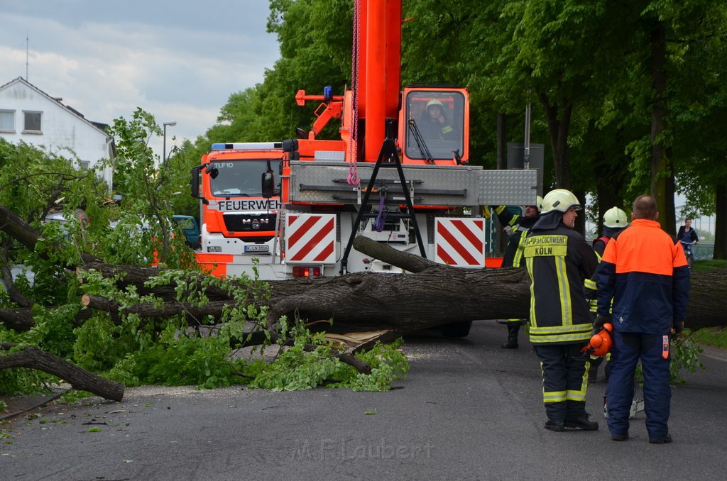 Baum auf Fahrbahn Koeln Deutz Alfred Schuette Allee Mole P603.JPG - Miklos Laubert